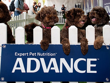 ADVANCE™ Dog Pavilion